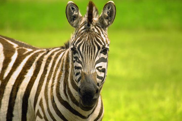 Photo of a Zebra