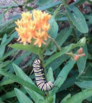 Monarch Caterpillar on Butterfly Bush. Photo: D. Pike